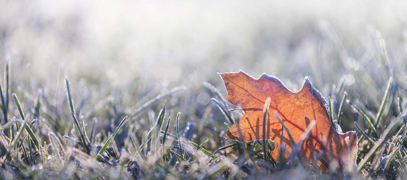 frost